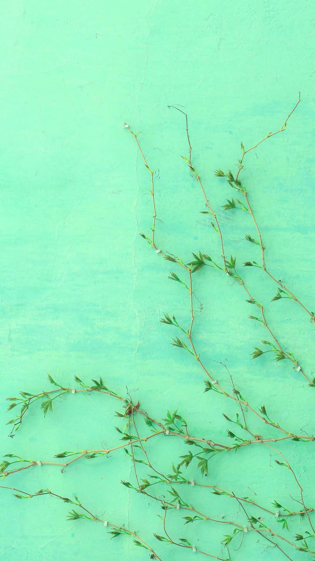 Mint Green Backgroundwith Vines Wallpaper