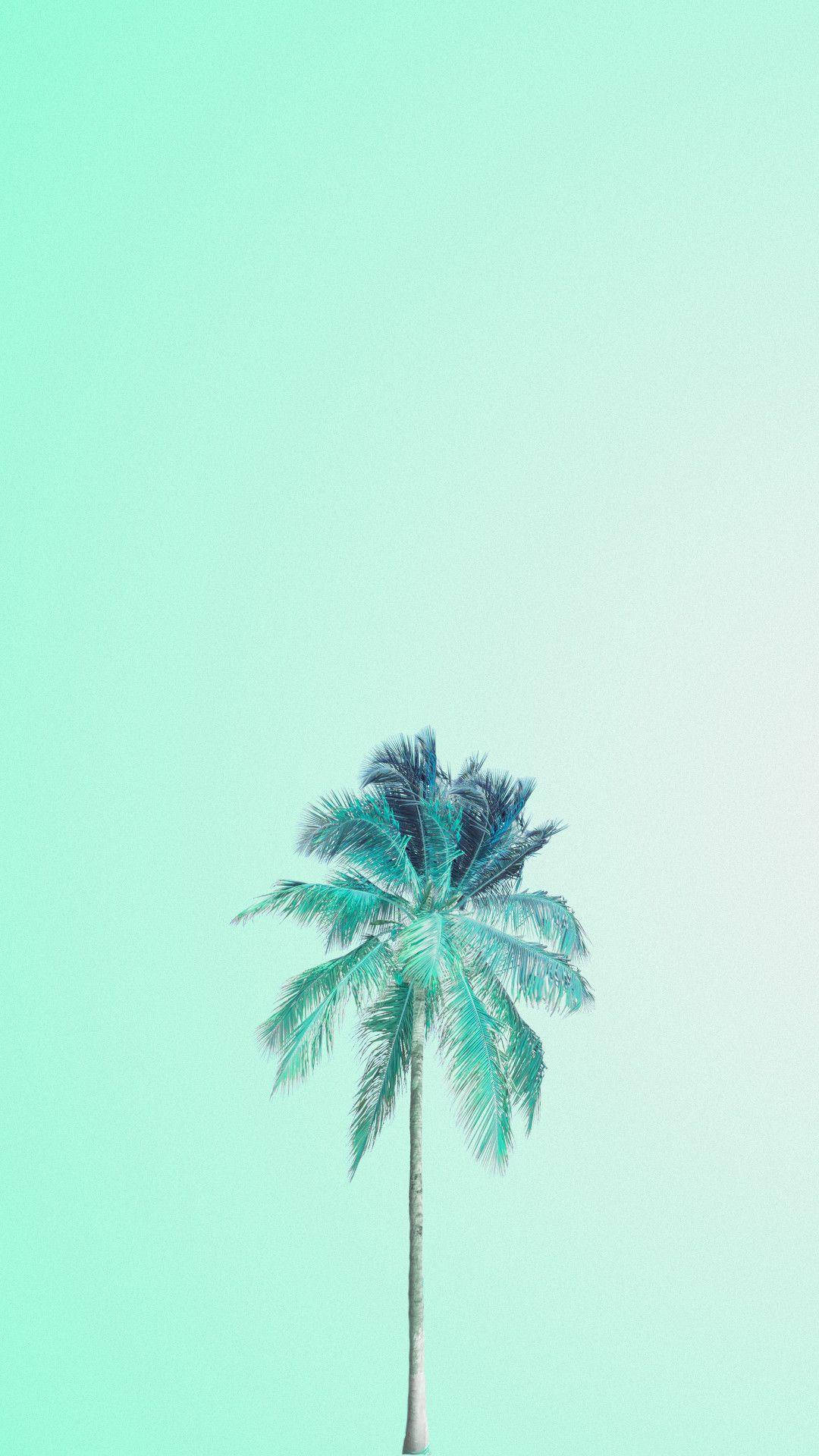 Wallpaperestetisk Mintgrön Iphone-bakgrund Med Palmträd. Wallpaper