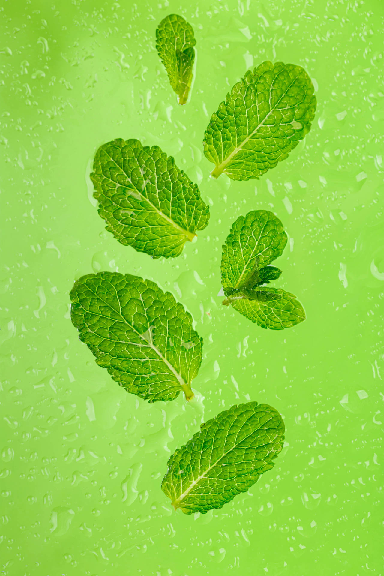 Mint Green Leaves Wallpaper