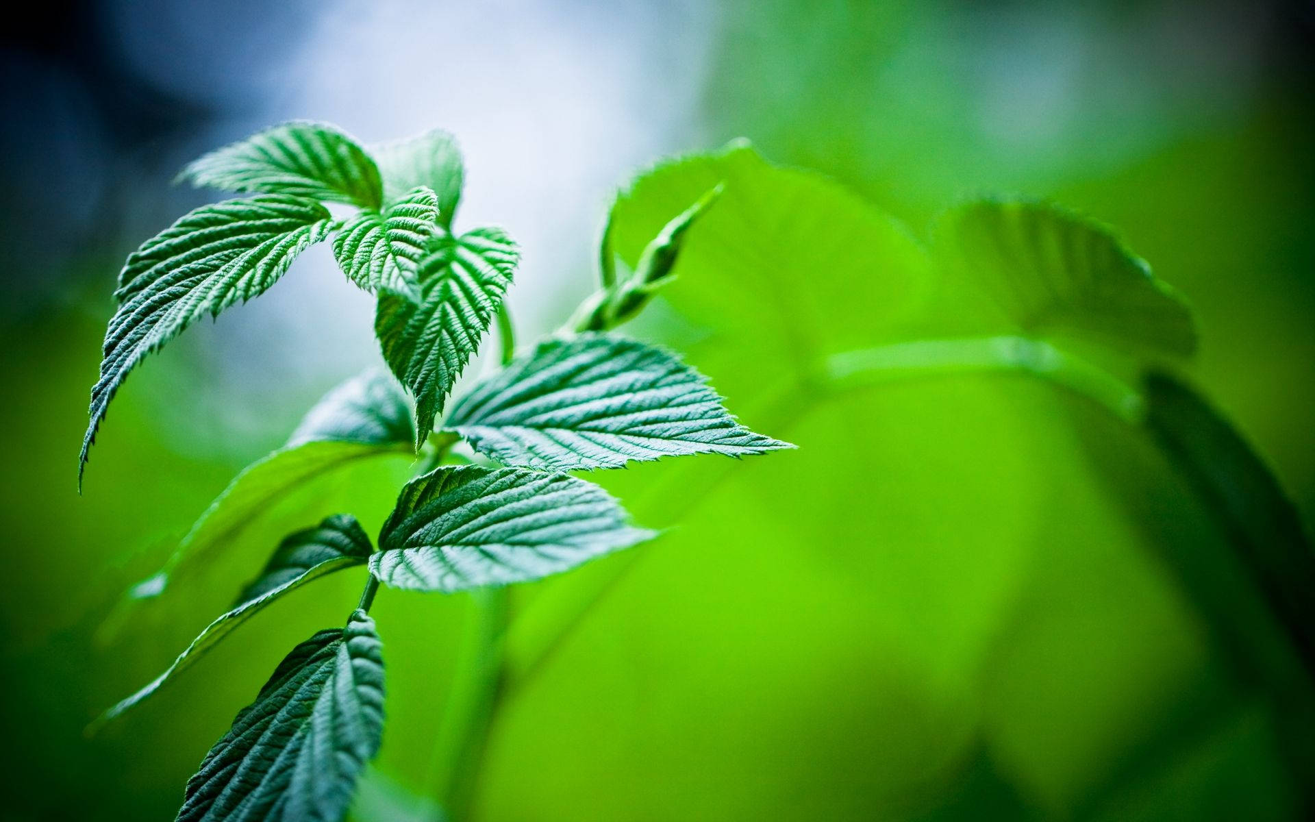 Mint Green Plant Wallpaper