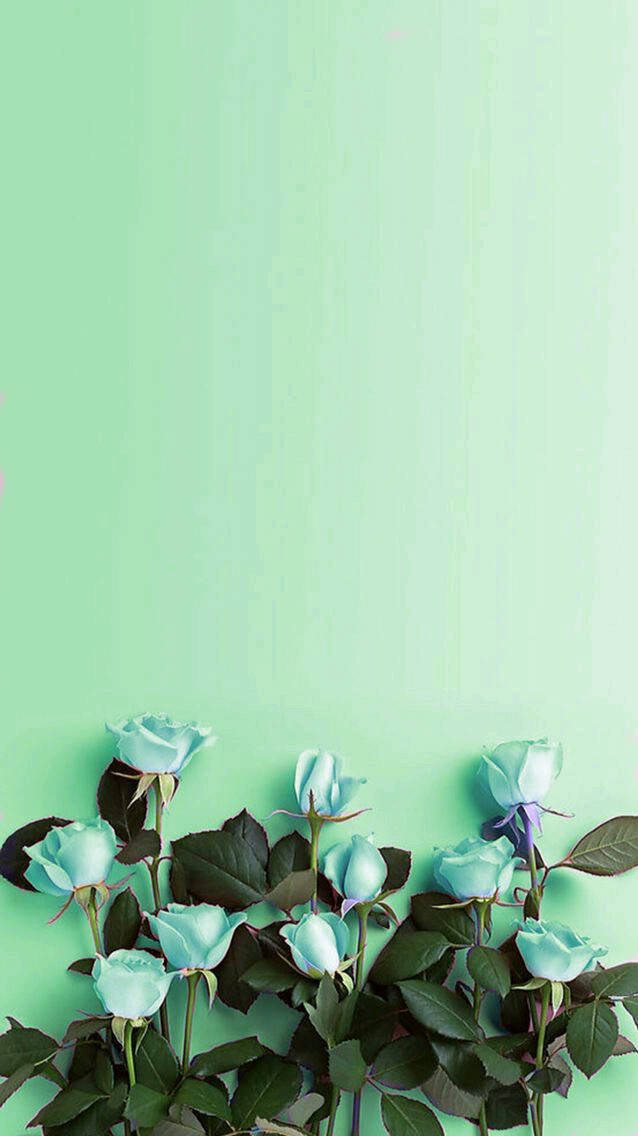 Mint Grønne Roser Flad Lay Wallpaper