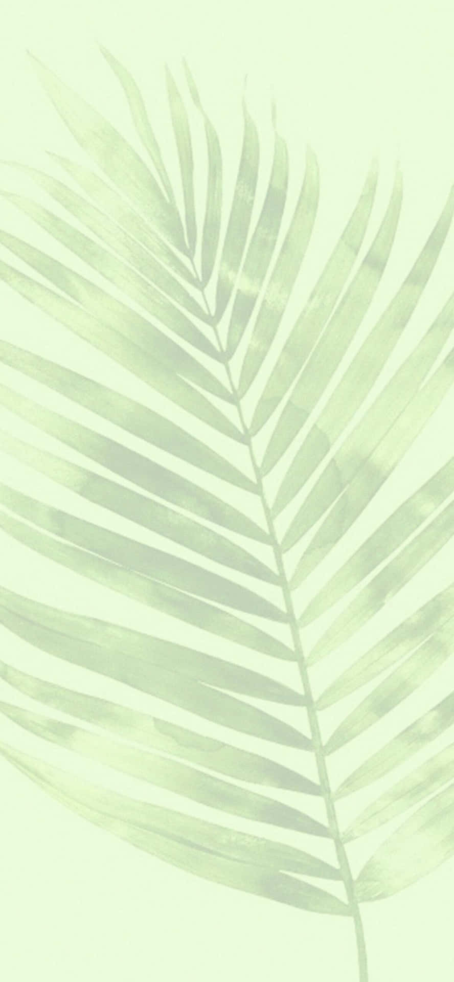 Mint Leaf Shadow Aesthetic.jpg Wallpaper