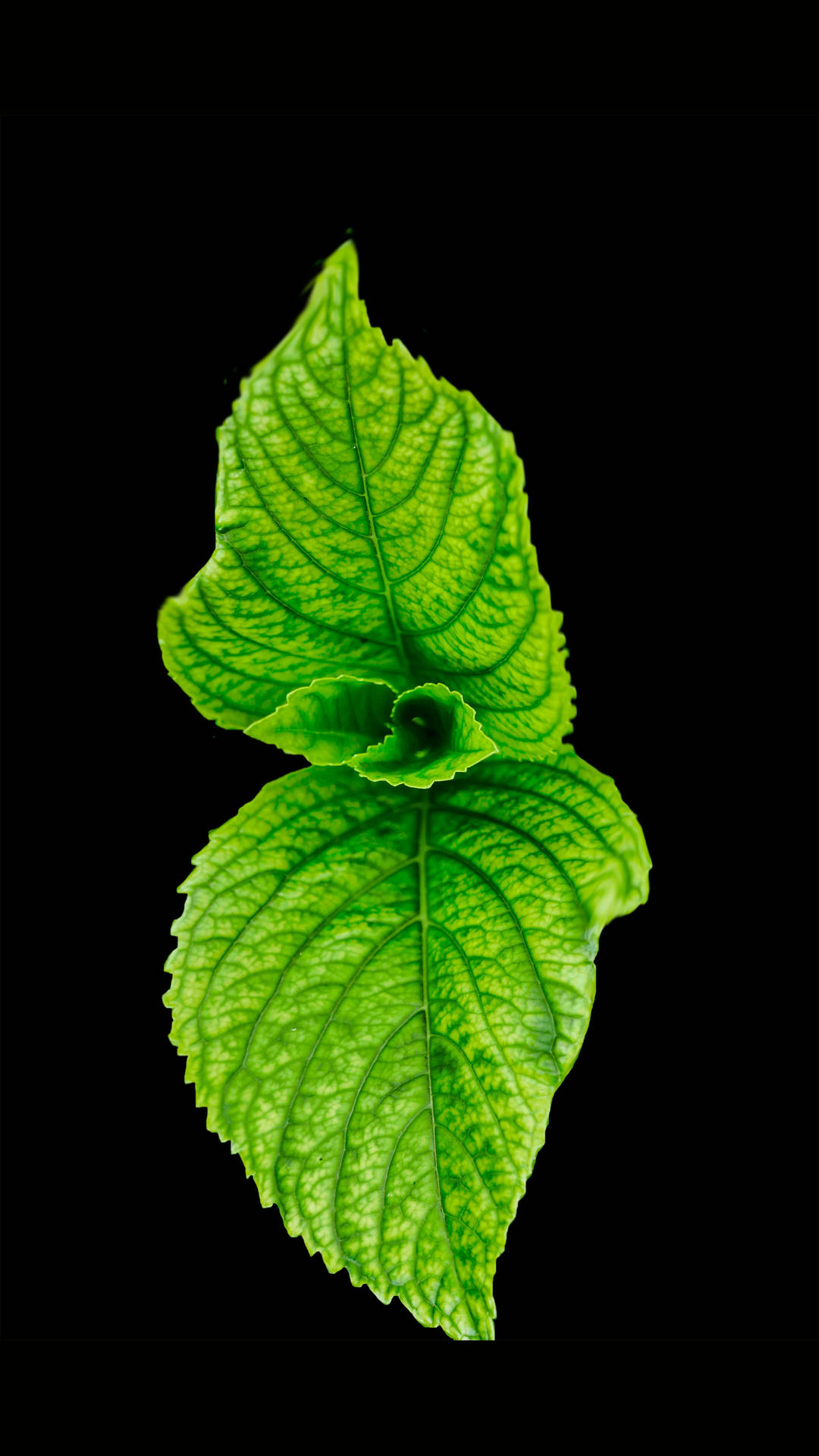Mint Leaves In Black Screen Picture