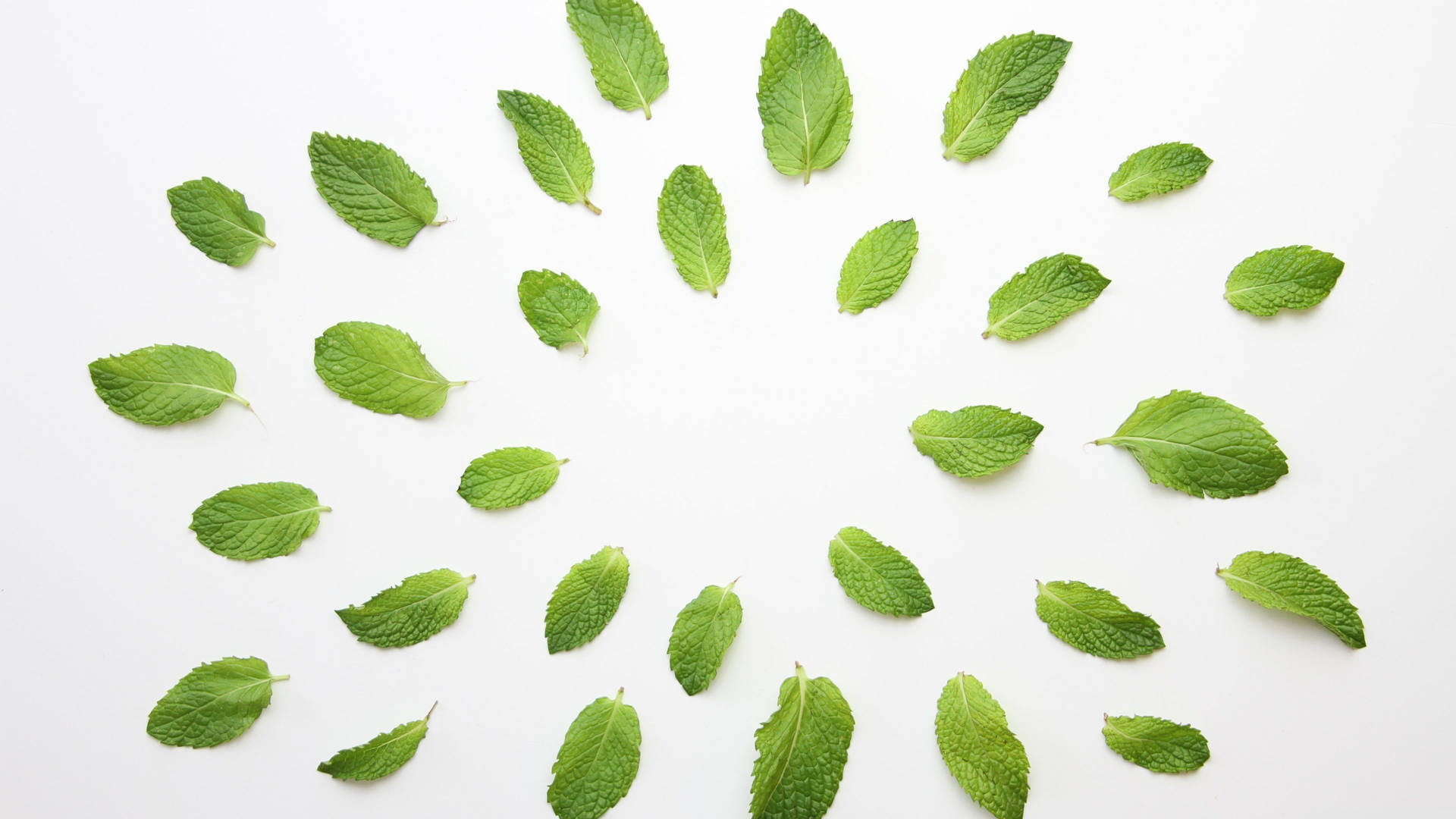 Mint Leaves In White Wallpaper