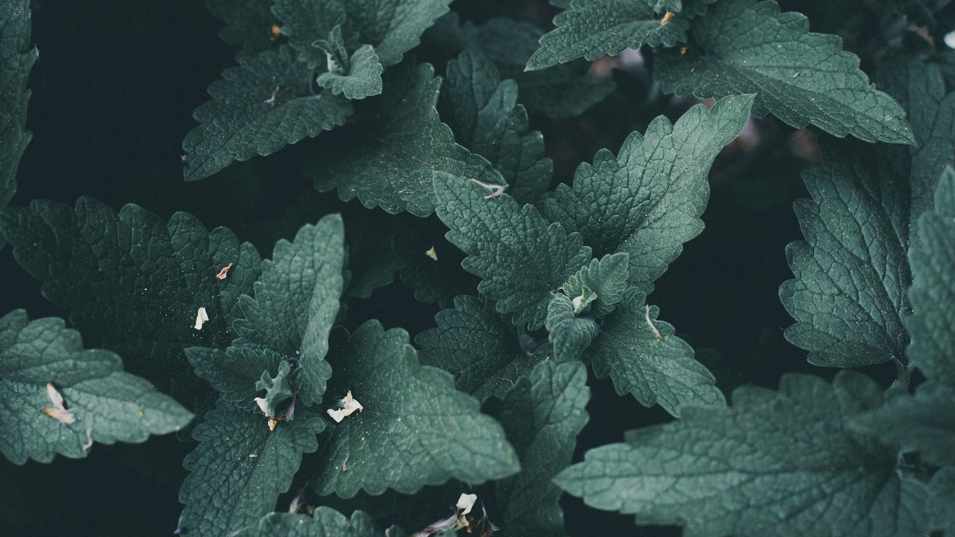 Mint Leaves Plant 4k Desktop Background