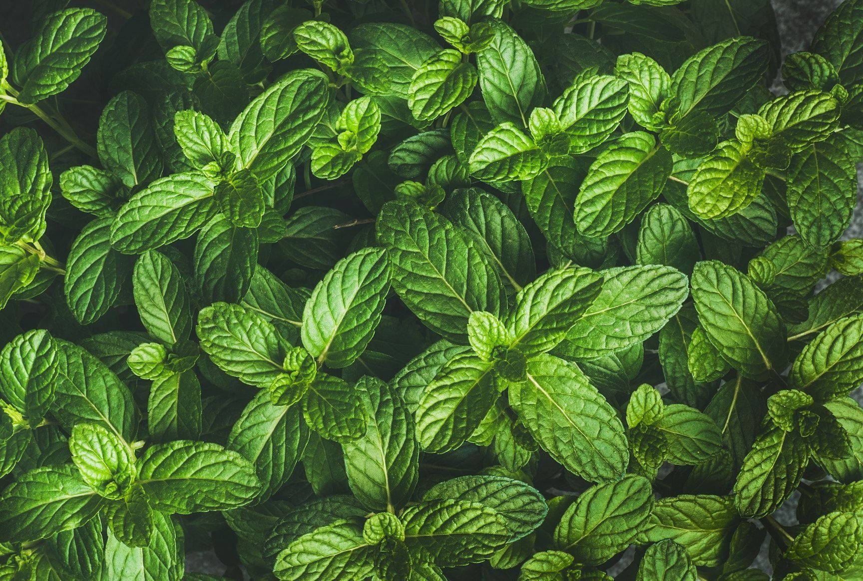 Mint Leaves Top View Wallpaper