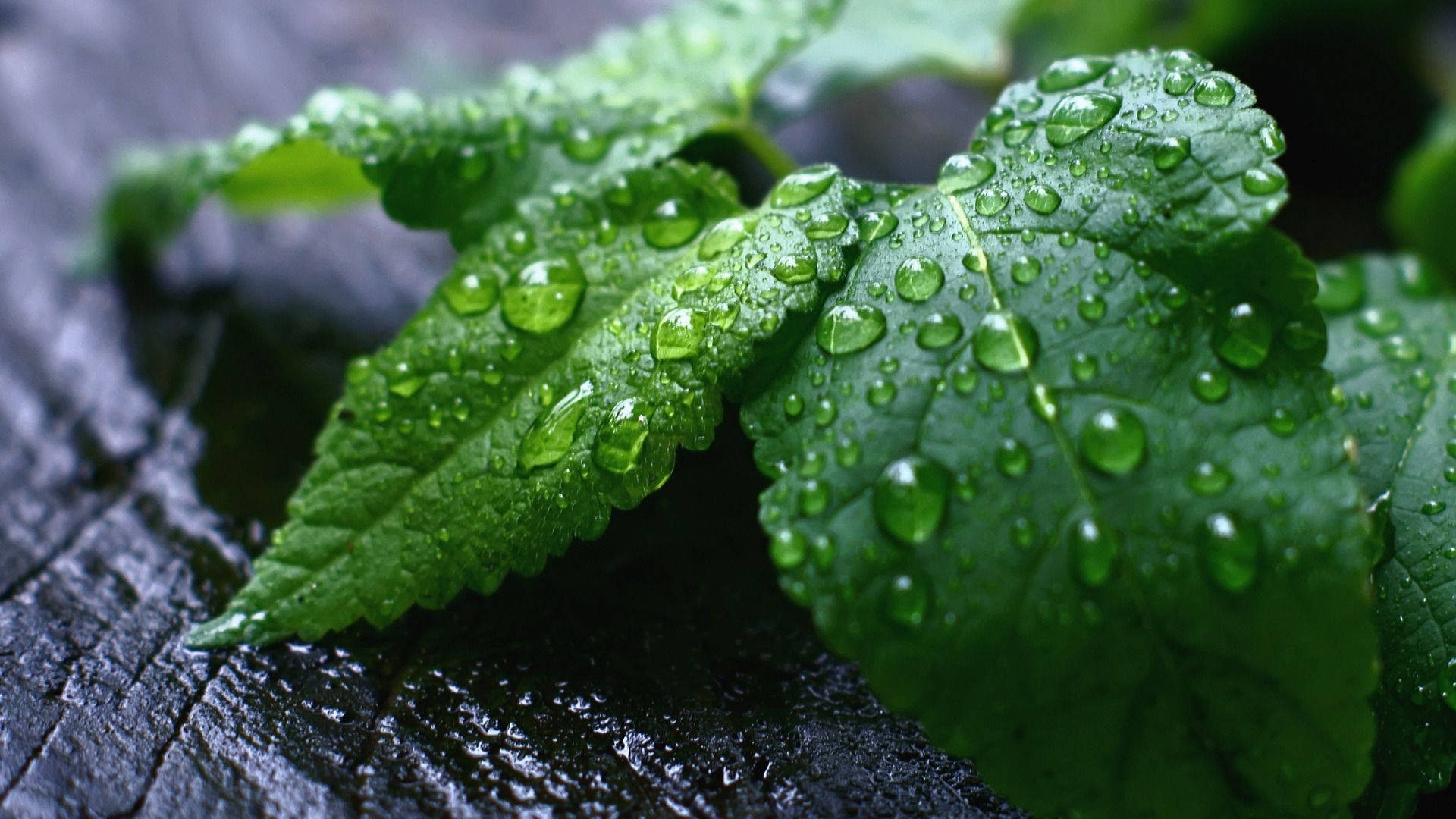 Mint Leaves With Water Drops Wallpaper