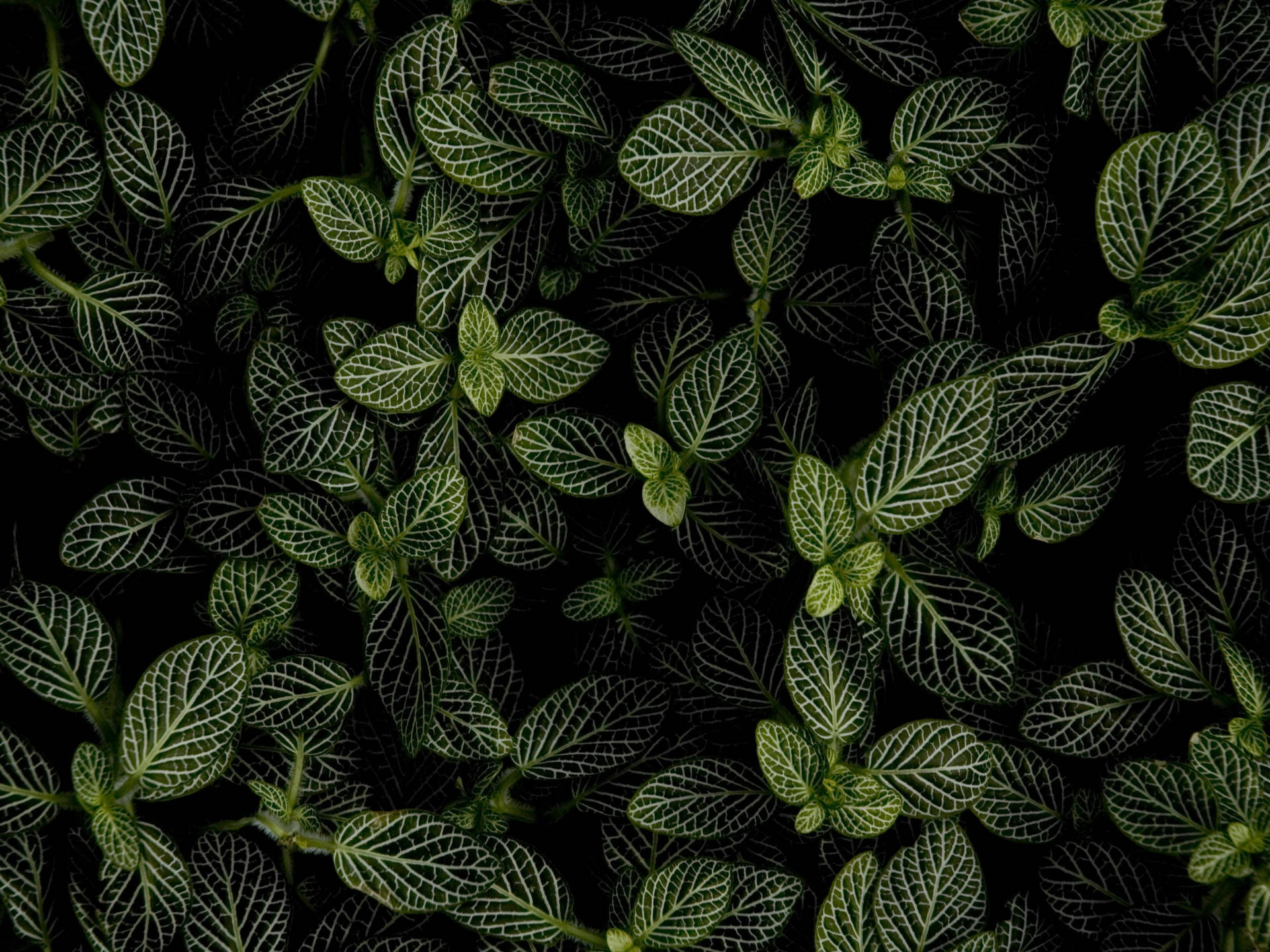 Mint Plant In Dark Background