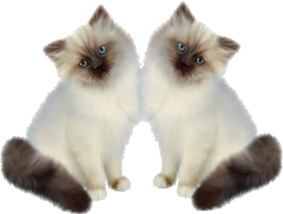 Mirror Image Siamese Kittens PNG