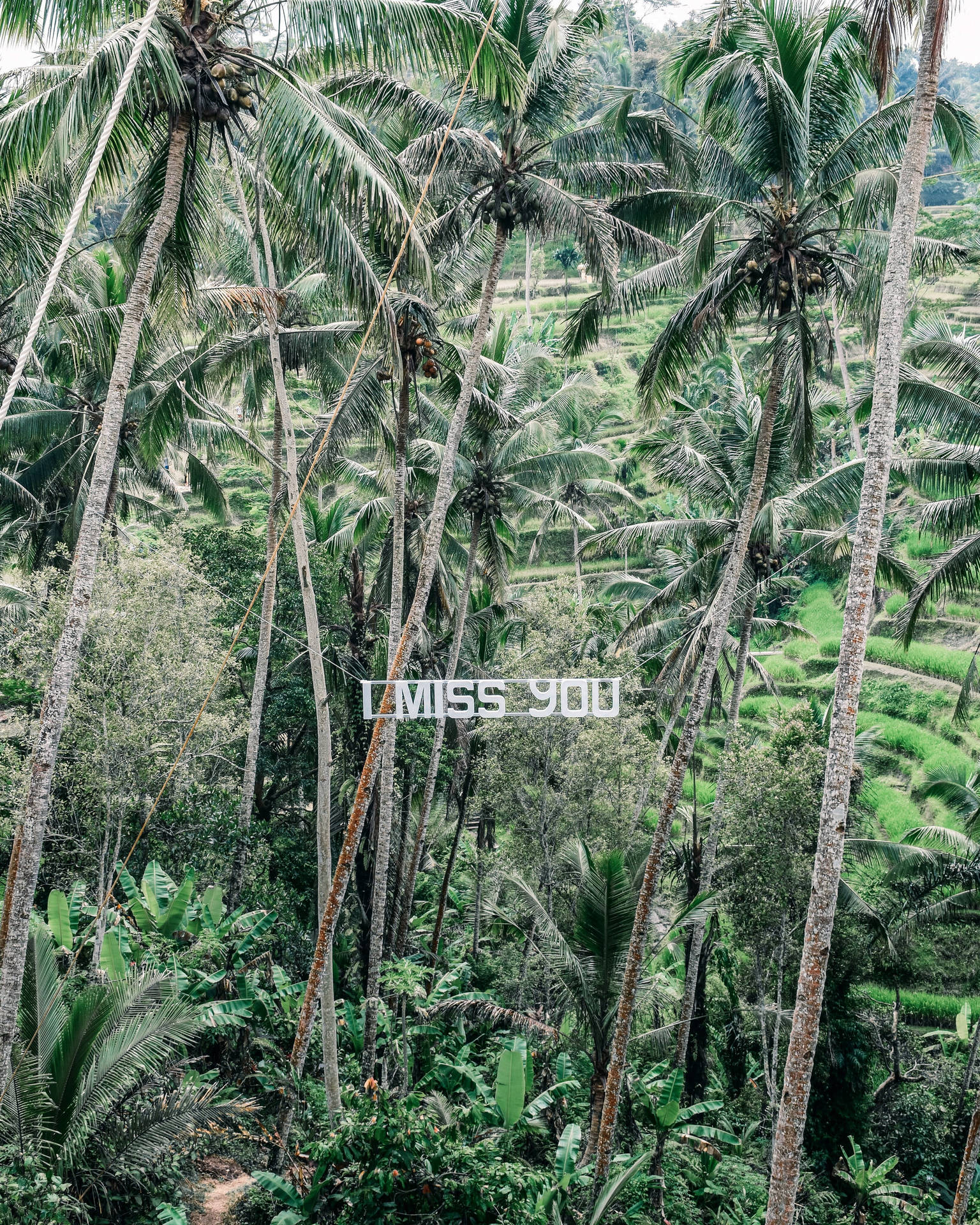 Missing You Palm Trees Wallpaper