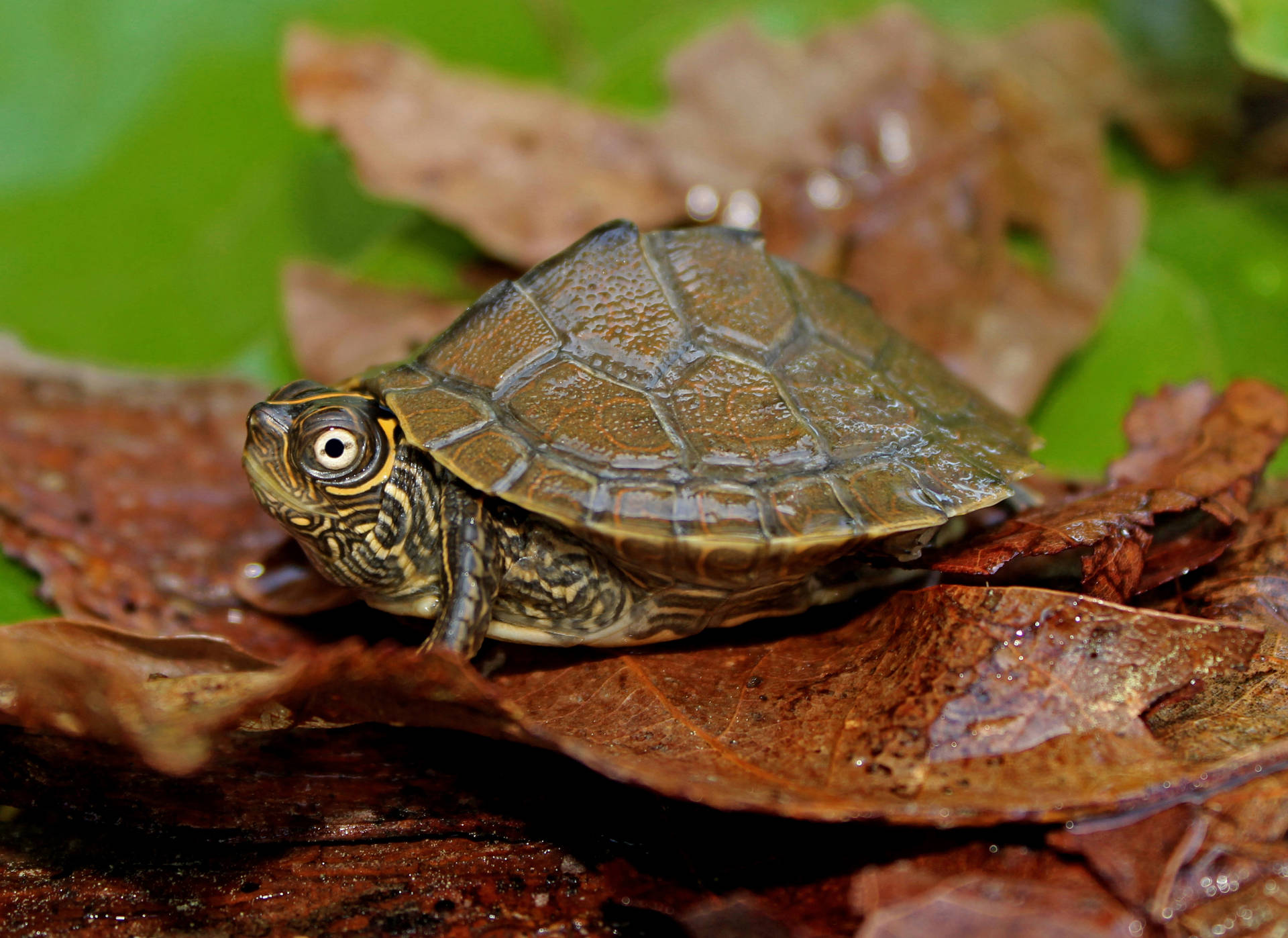 Mississippikartenschildkröte Auf Feuchten Blättern. Wallpaper