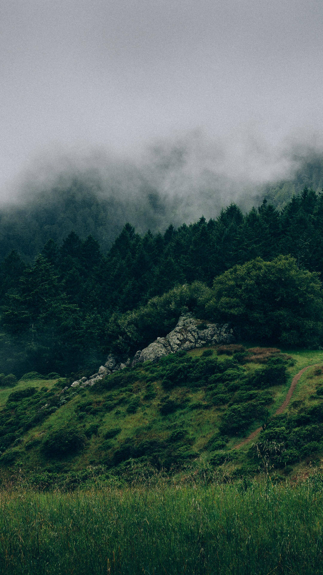Hintergrundnebeliger Wald Wallpaper