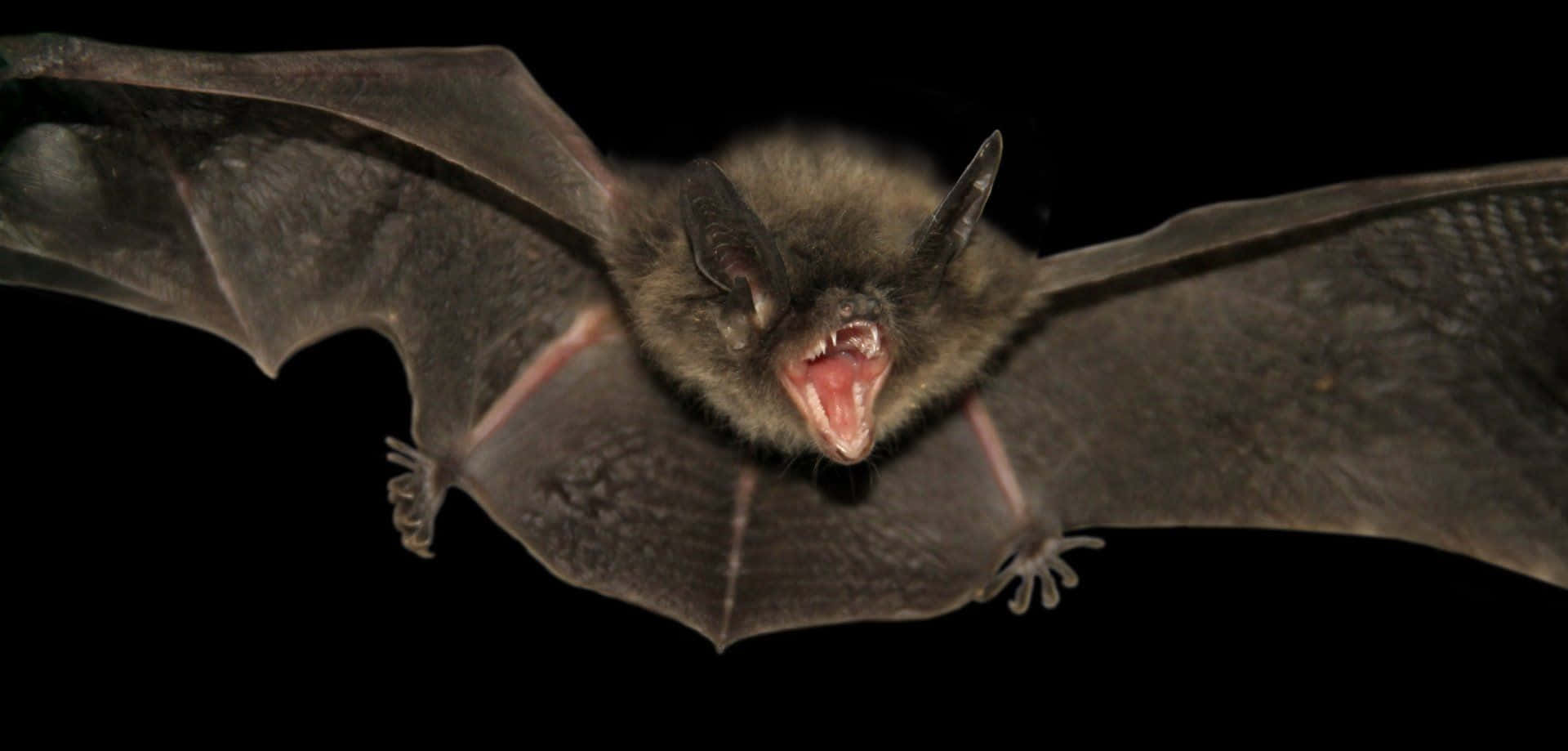 Misteriosopipistrello Nel Cielo Notturno