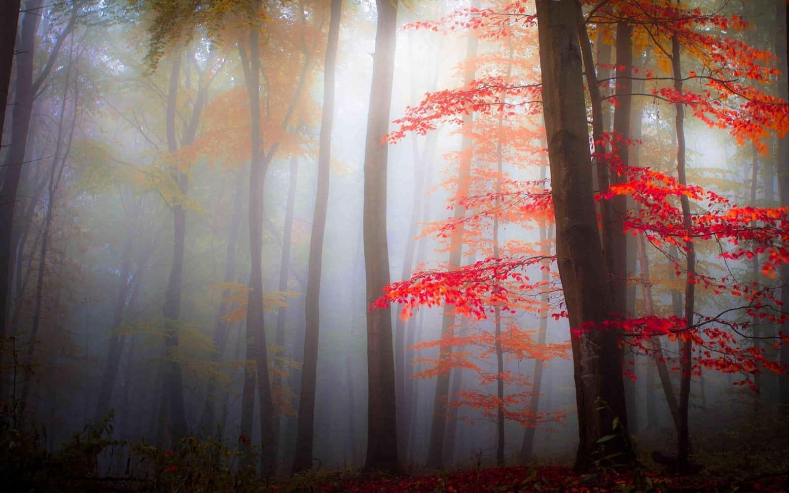 Misty Autumn Forest Glow Wallpaper