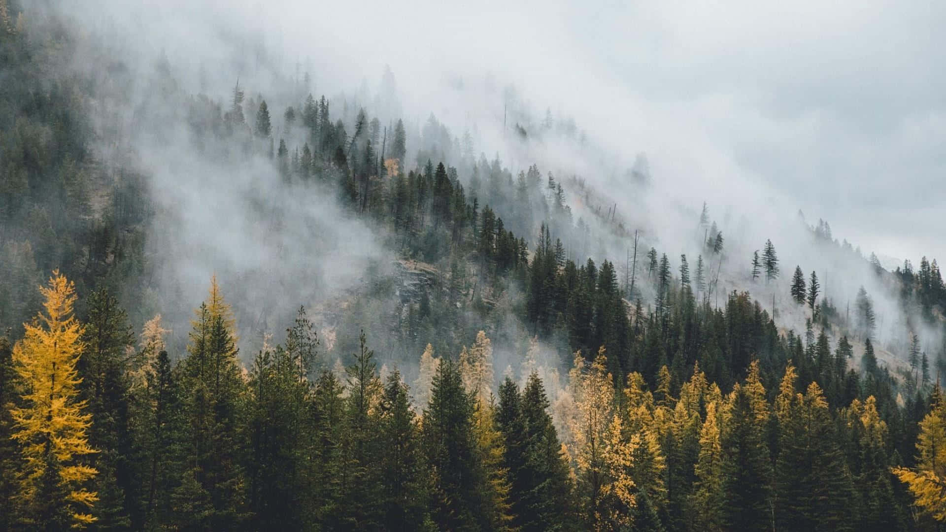 Misty Autumn Forest Scene Wallpaper