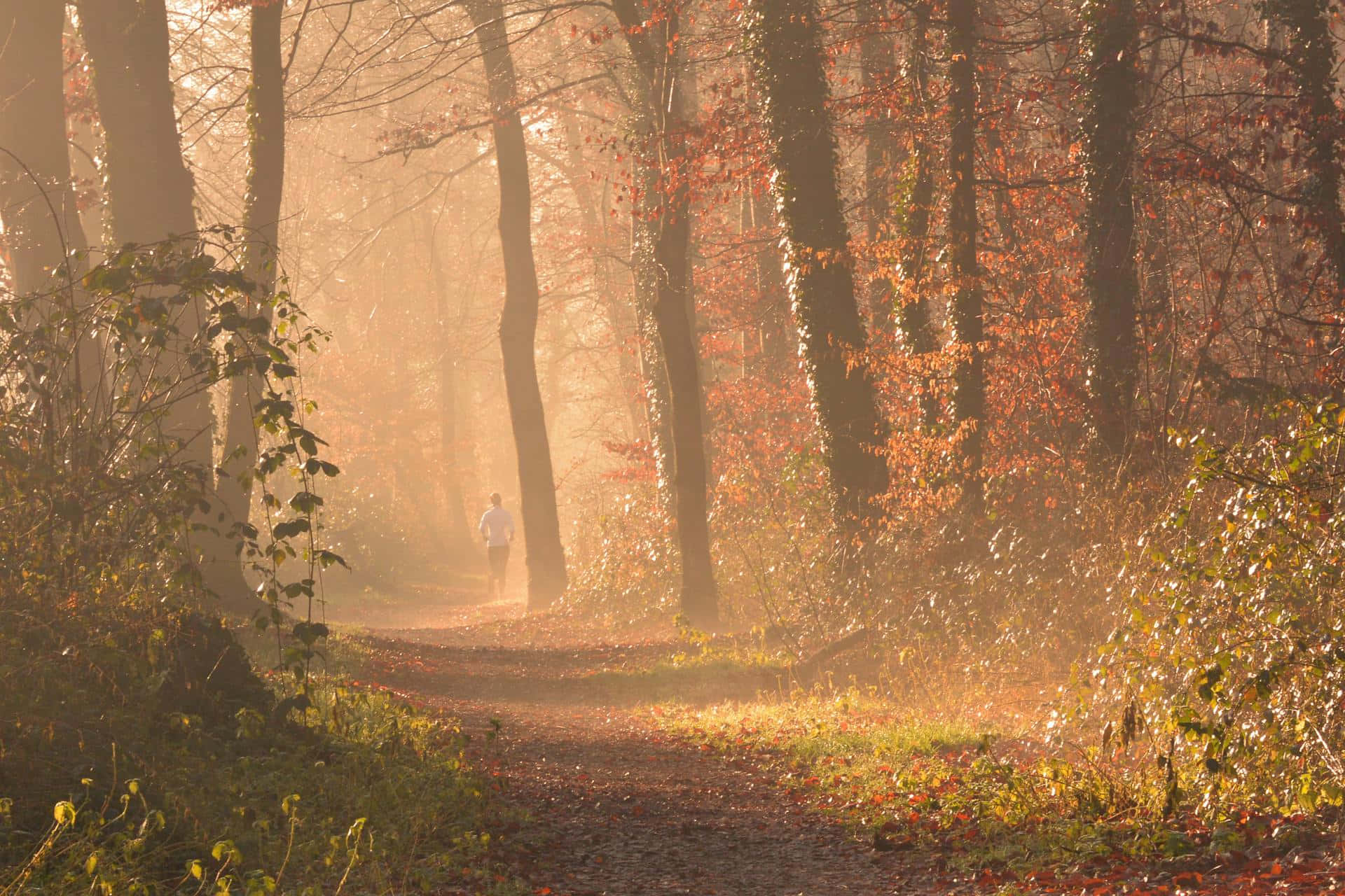 Misty Autumn Morning Walk.jpg Wallpaper