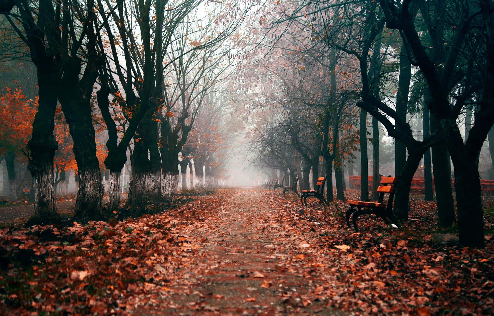 Misty Autumn Park Path.jpg Wallpaper