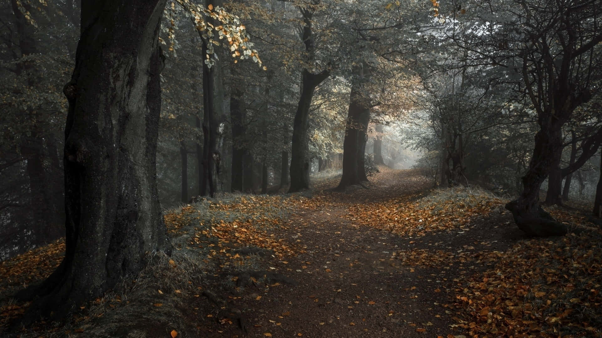 Misty Autumn Pathway.jpg Wallpaper
