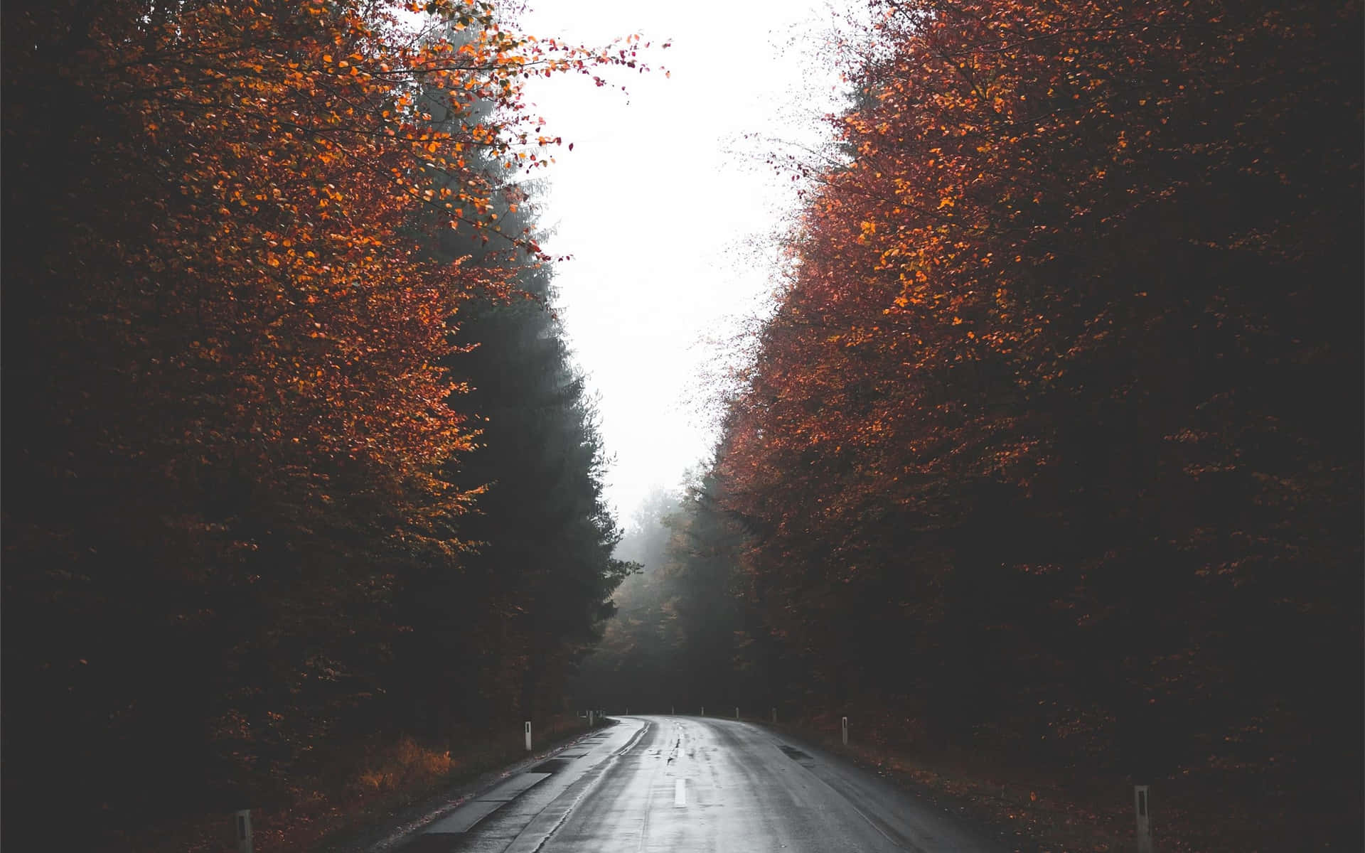 Misty Autumn Road Canopy Wallpaper