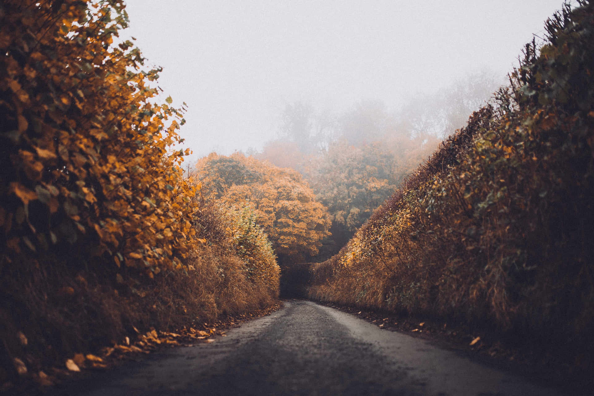 Misty Autumn Road Wallpaper