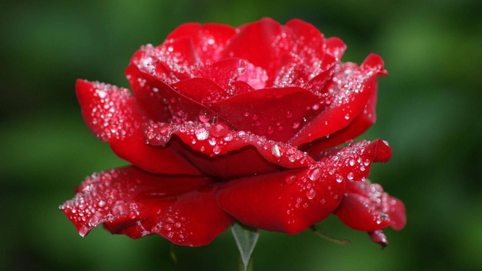Florde Rosa Hermosa Y Brumosa Fondo de pantalla