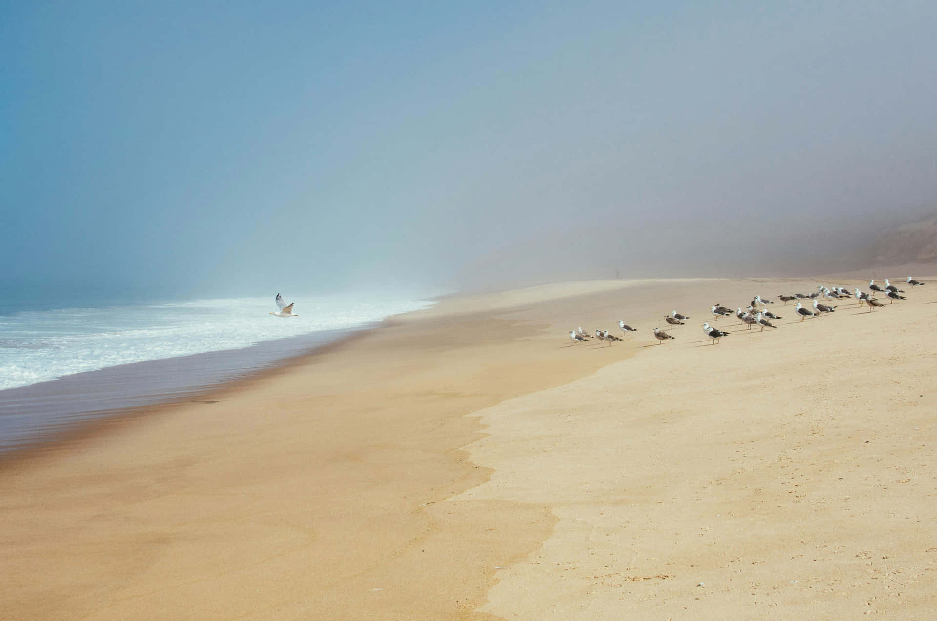 Misty Beige Beach With Seagulls.jpg Wallpaper