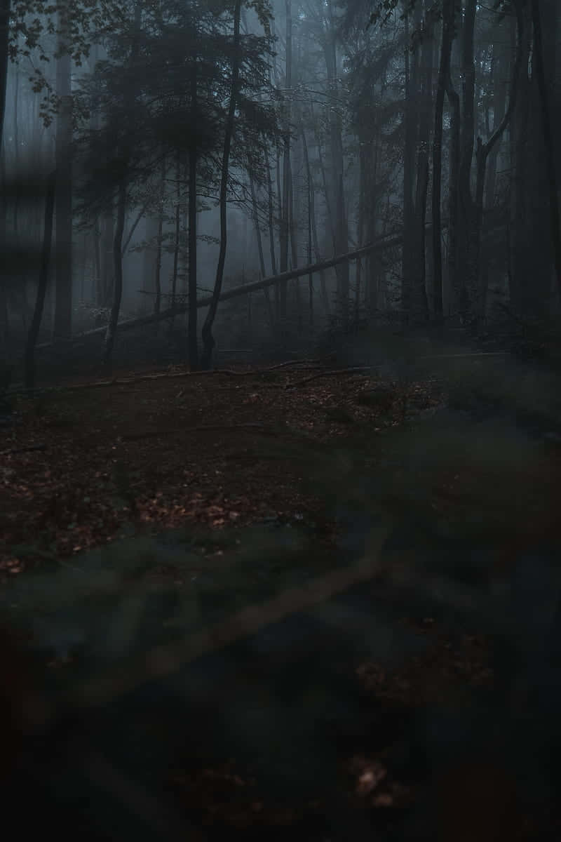 Misty Dark Forest Path.jpg Wallpaper