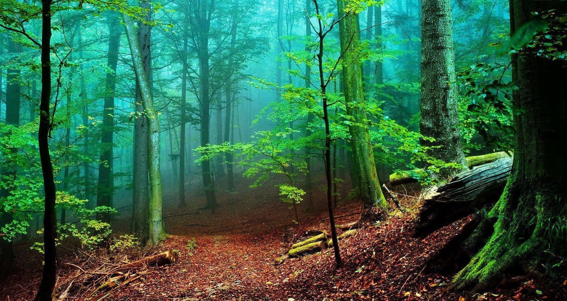 Misty Enchanted Forest Path.jpg Wallpaper