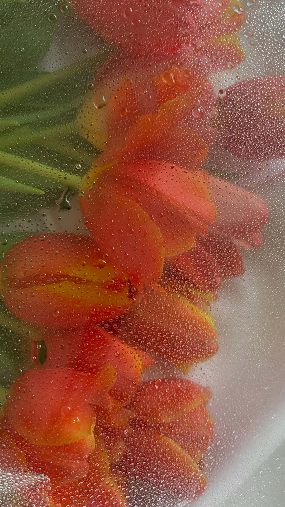Misty Floral Condensation Wallpaper