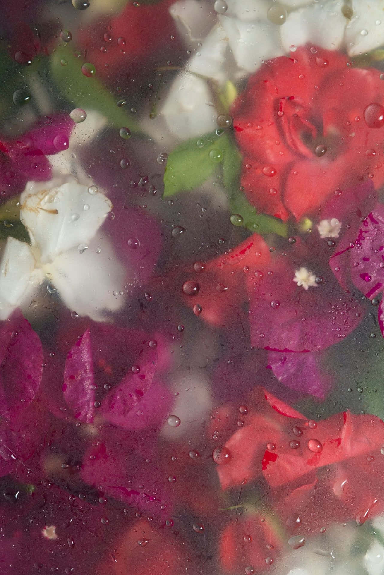 Misty Floral Dew Drops.jpg Wallpaper