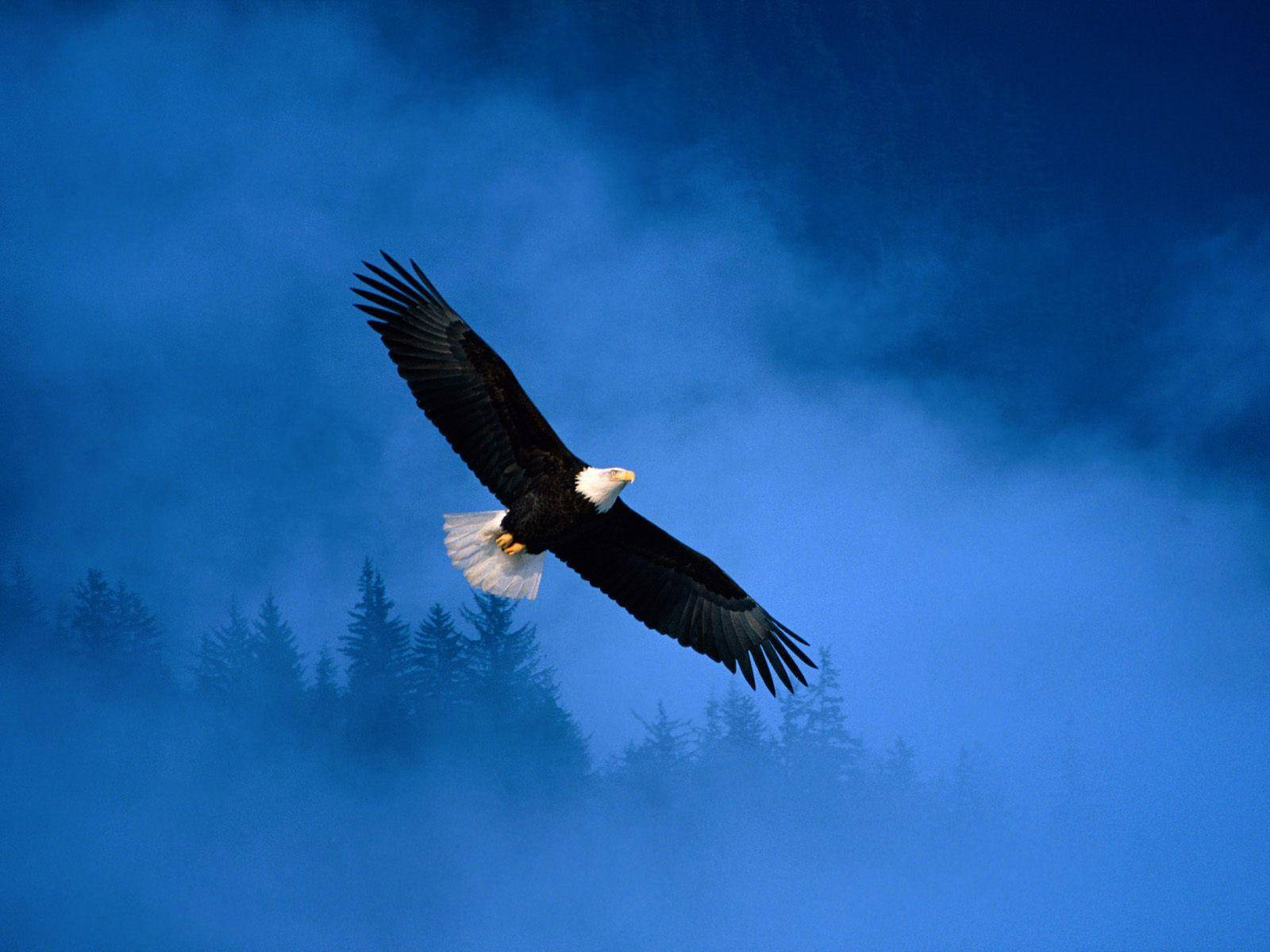 Misty Forest Against Flying Bald Eagle Wallpaper