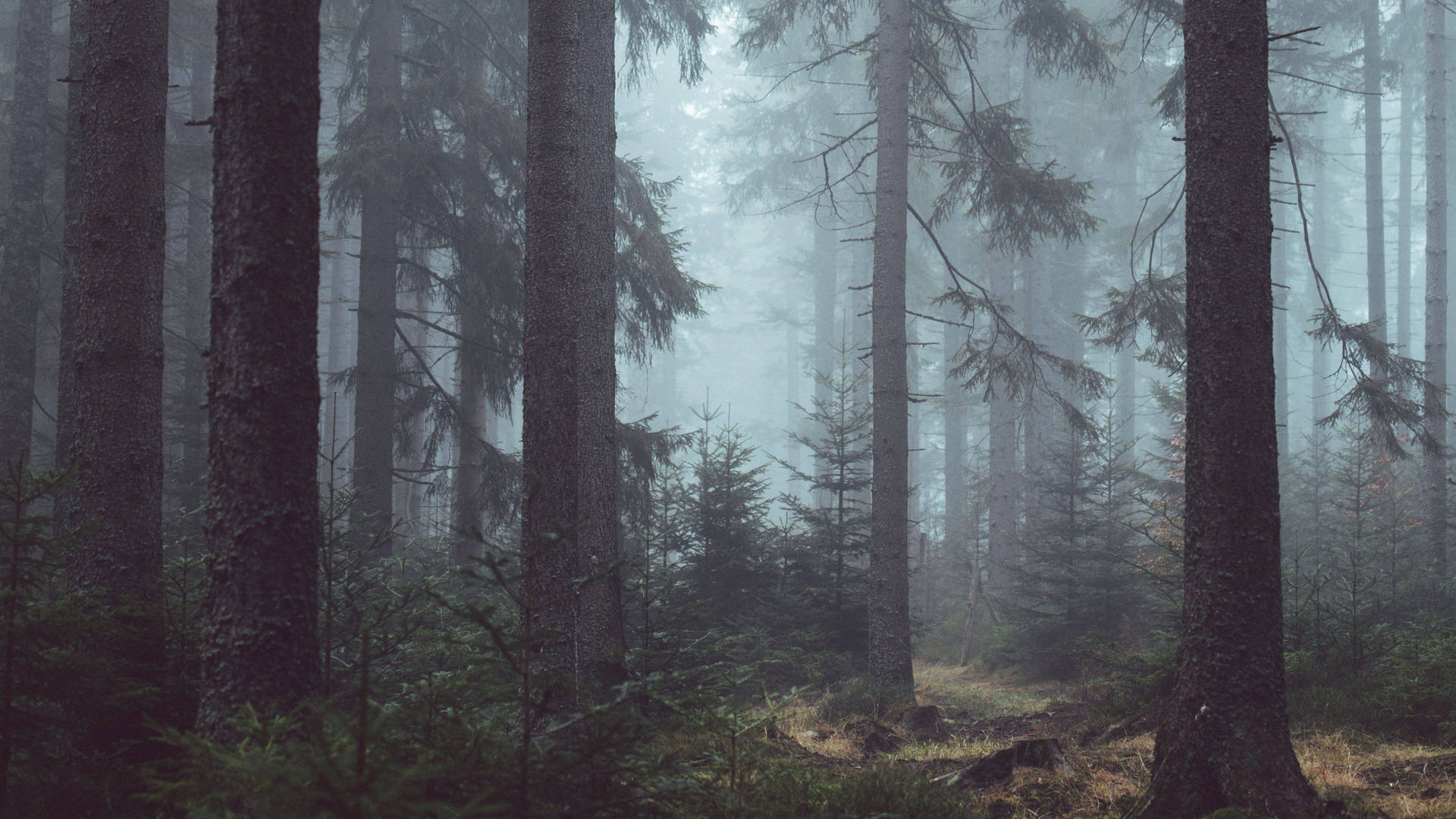 Misty Forest Background Wallpaper