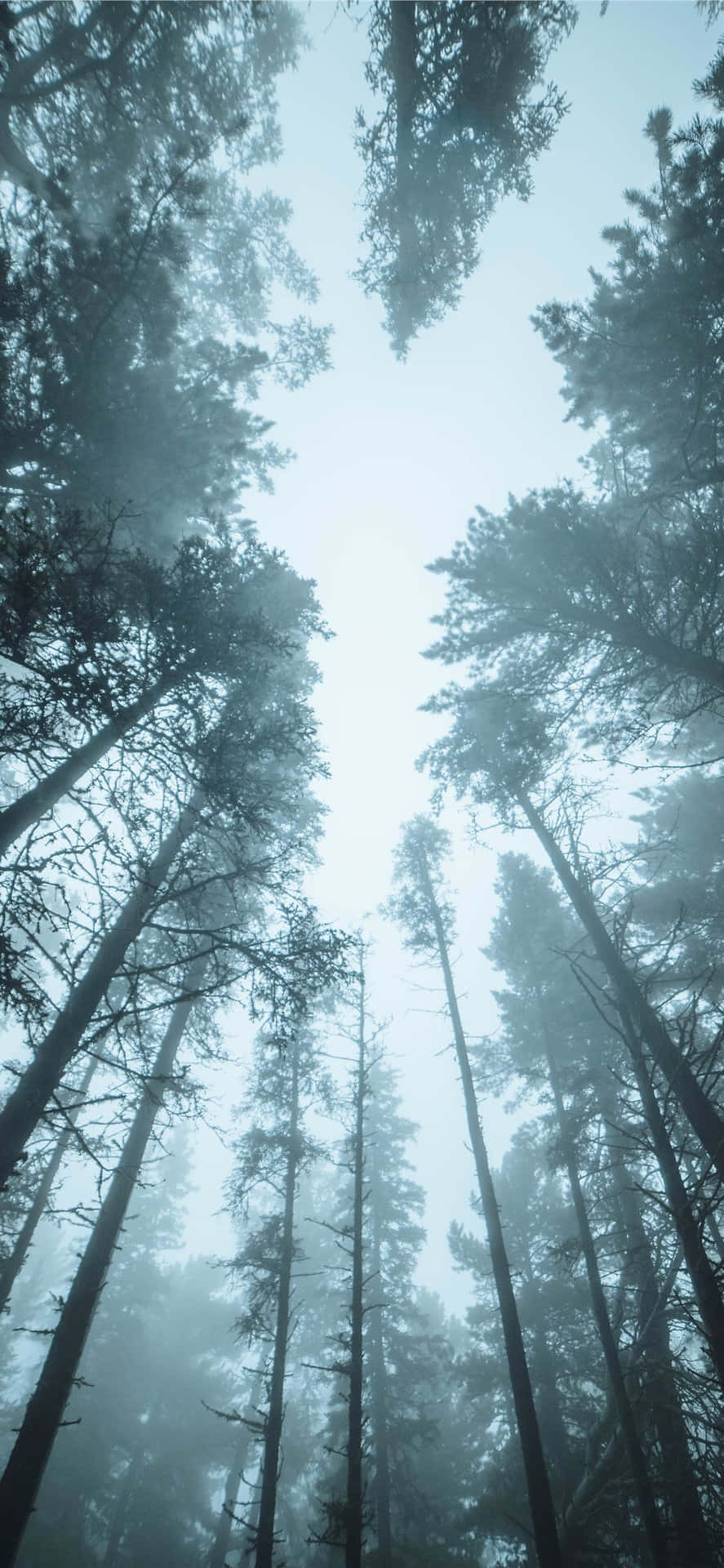 Misty Forest Canopy View.jpg Wallpaper