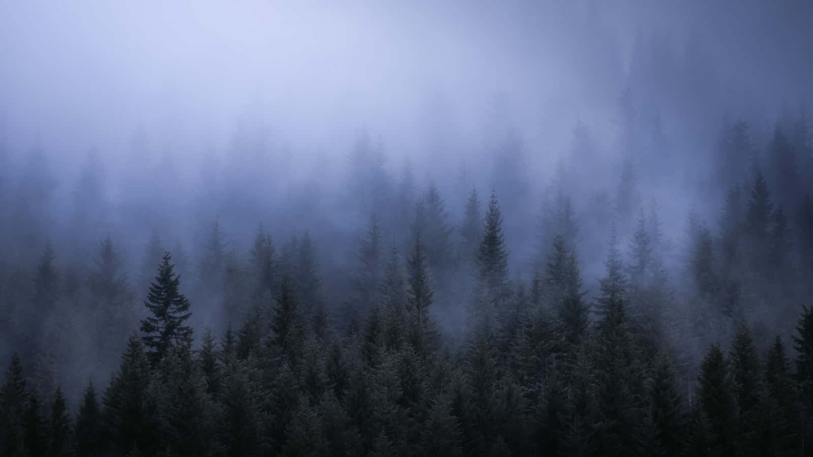 Misty Forest Dark Aesthetic Wallpaper