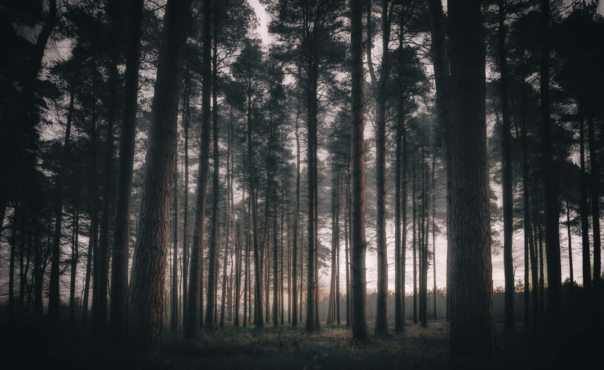 Misty Forest Dawn.jpg Wallpaper