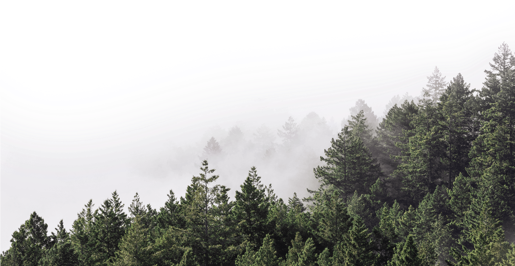 Misty Forest Edge Skyline PNG