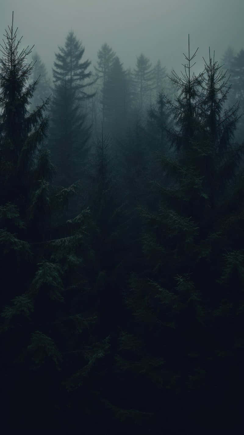 Misty Forest Gloom.jpg Wallpaper