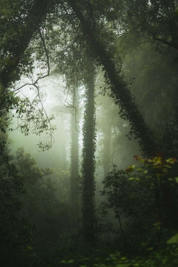 Misty Forest Goblincore Aesthetic.jpg Wallpaper