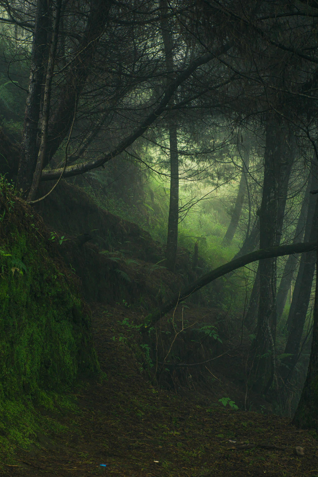 Escape the hustle and bustle of everyday life and enjoy the serene calm of a misty forest Wallpaper