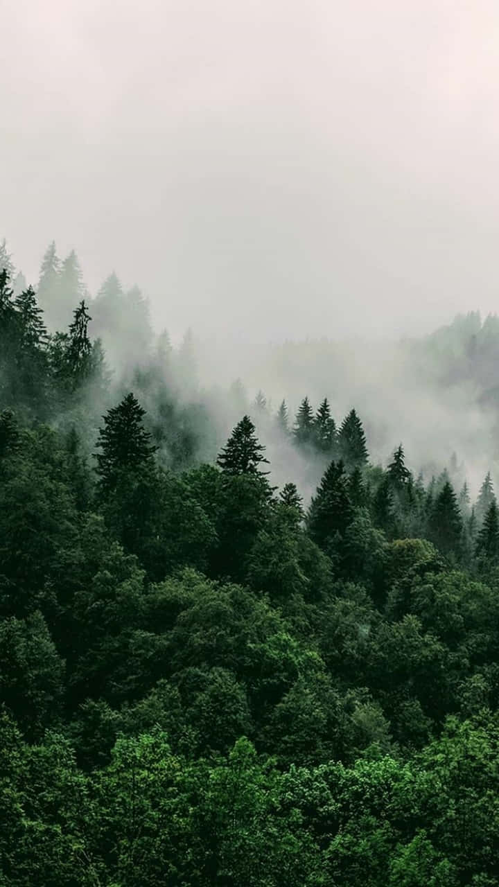 Misty_ Forest_ Greenery.jpg Wallpaper