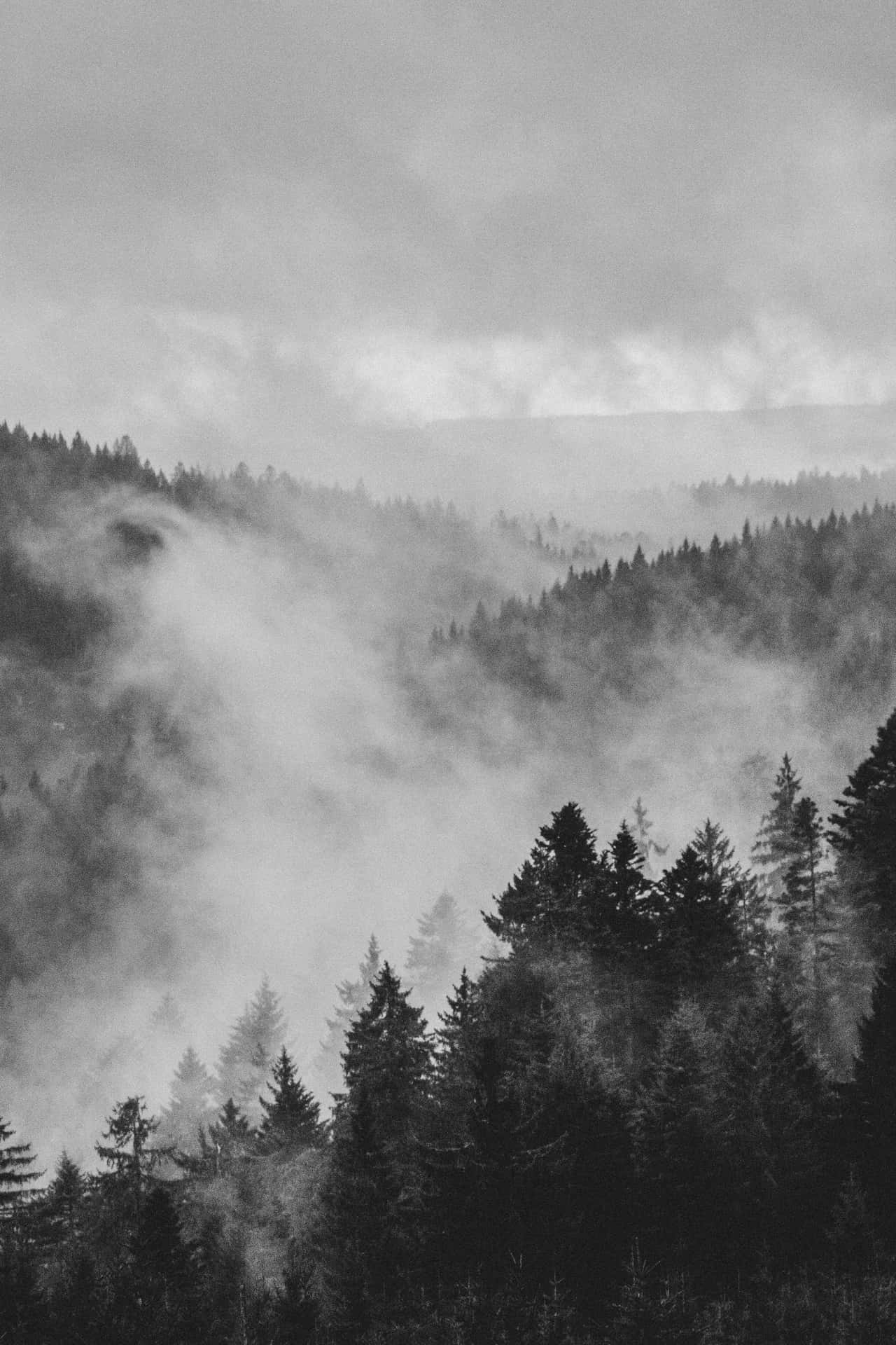 Misty Forest Greyscale Photography Wallpaper