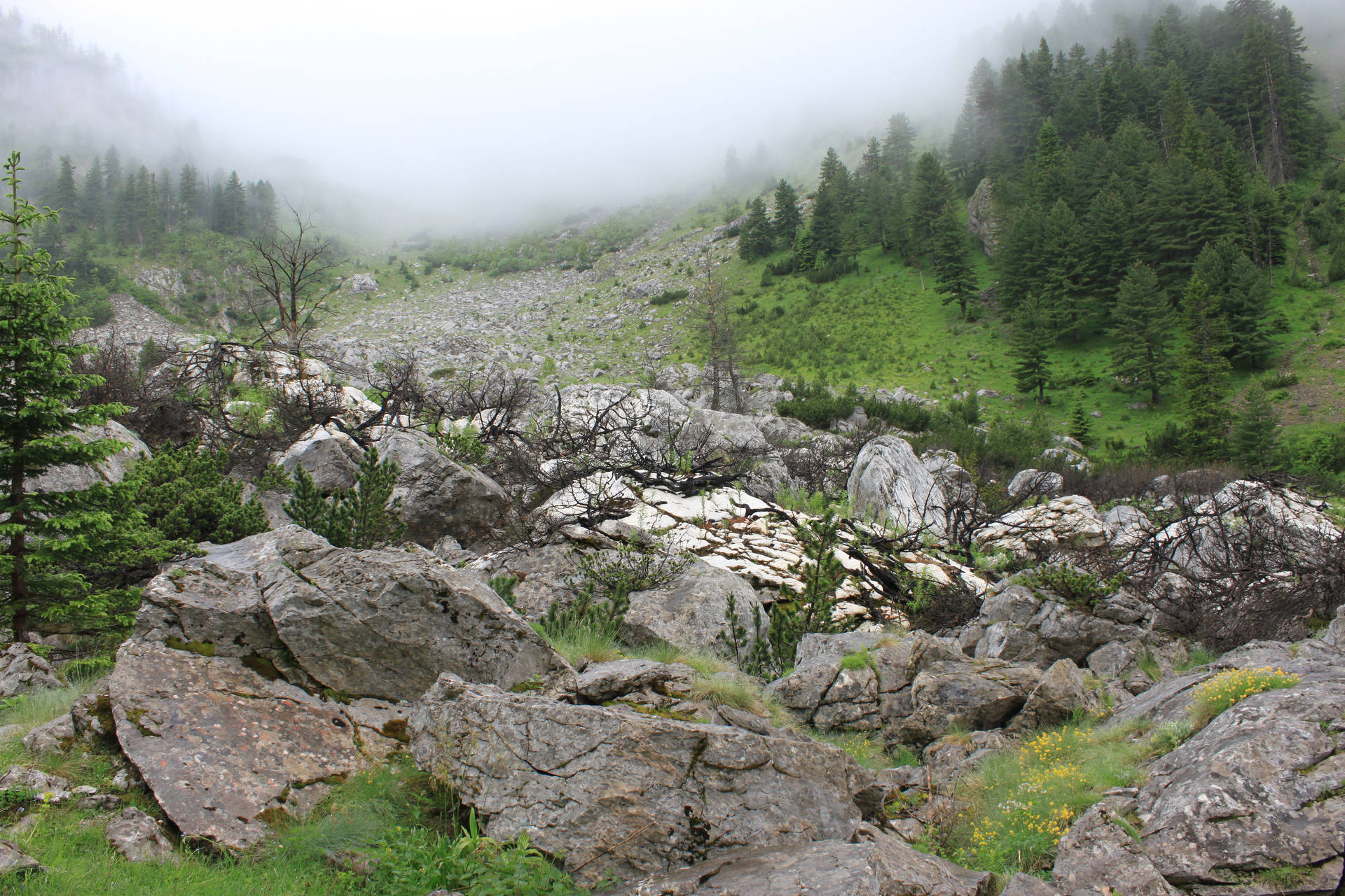 Misty Forest In Kosovo Background
