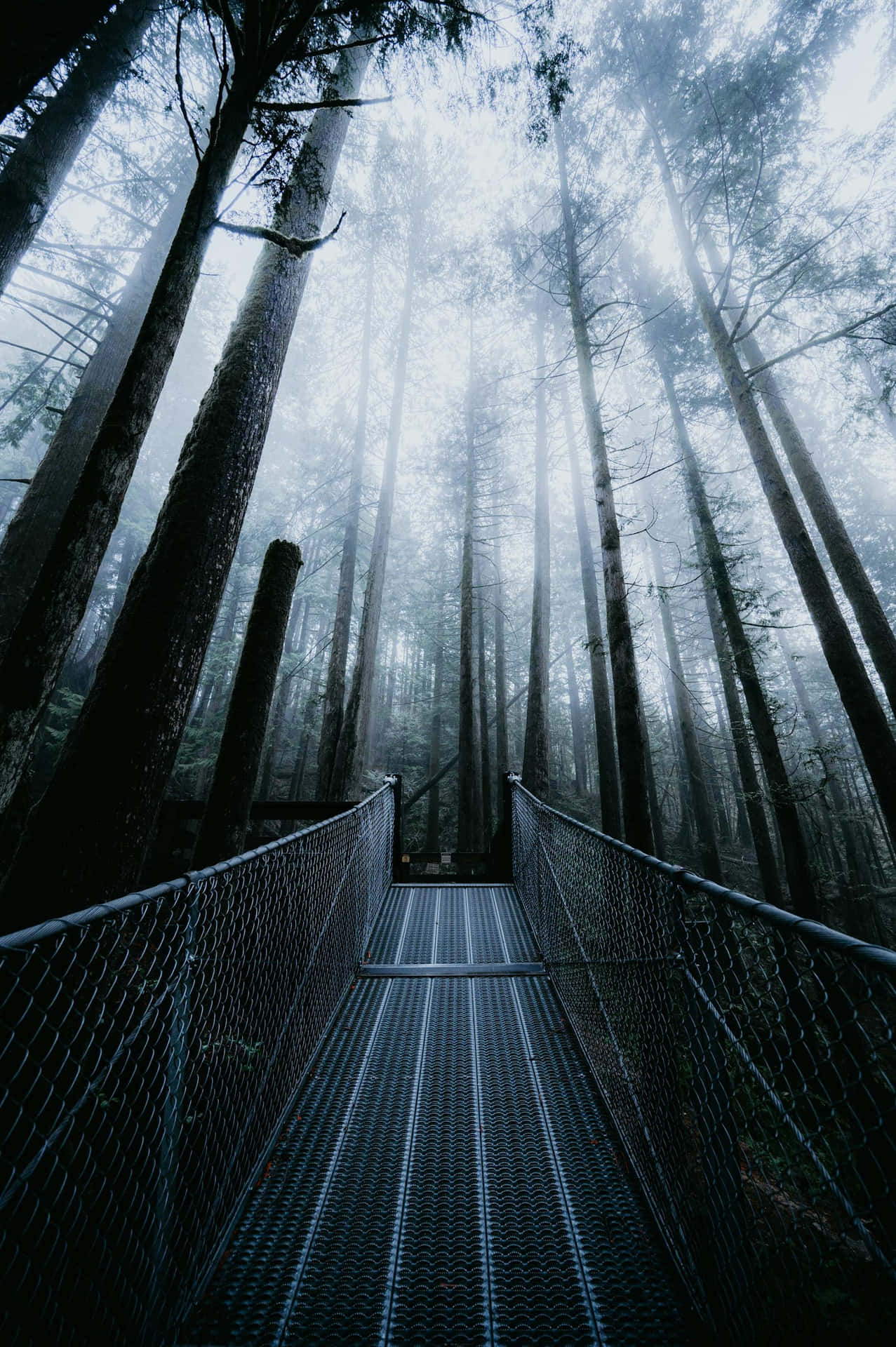 Misty Forest Metal Walkway.jpg Wallpaper