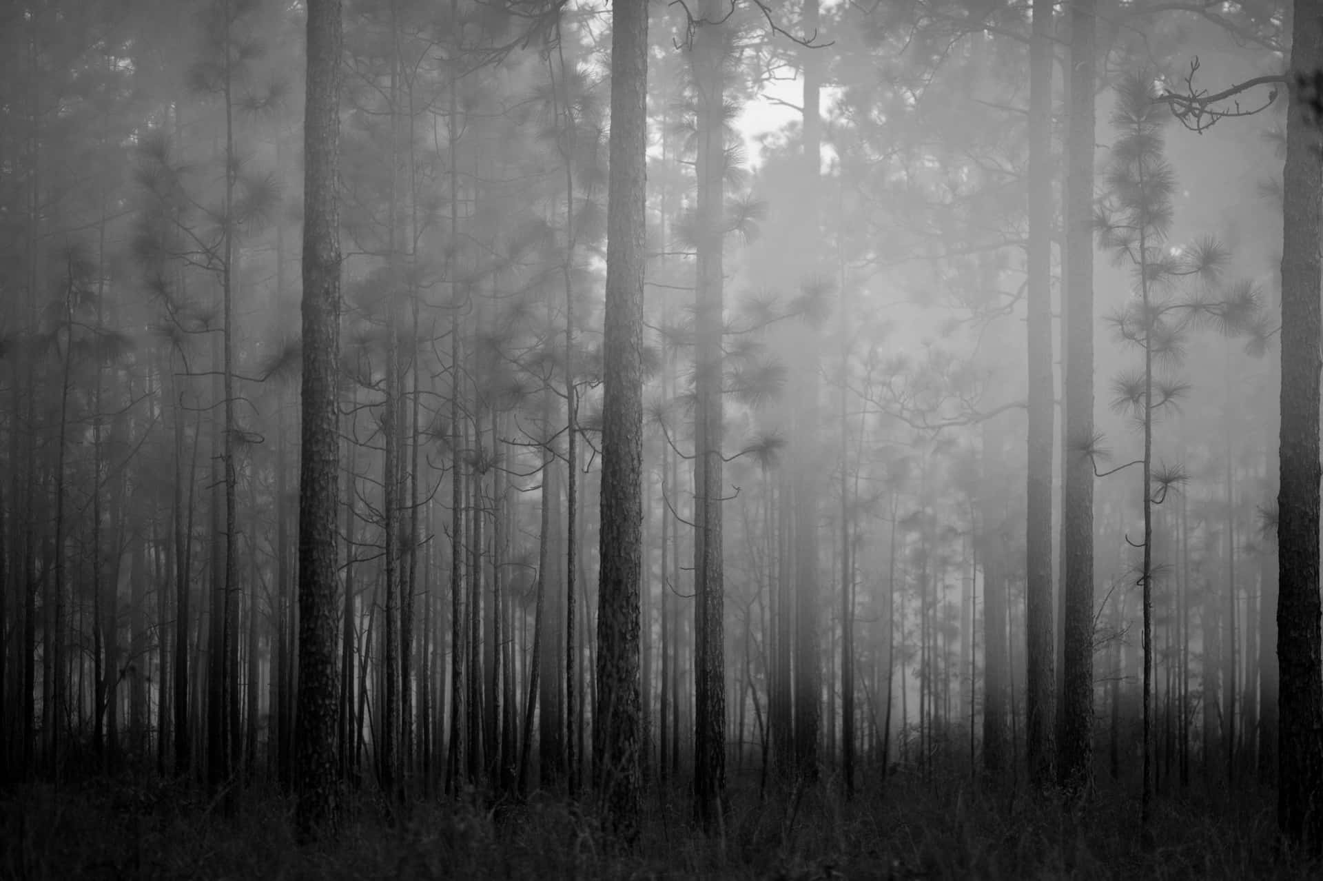 Misty Forest Monochrome.jpg Wallpaper