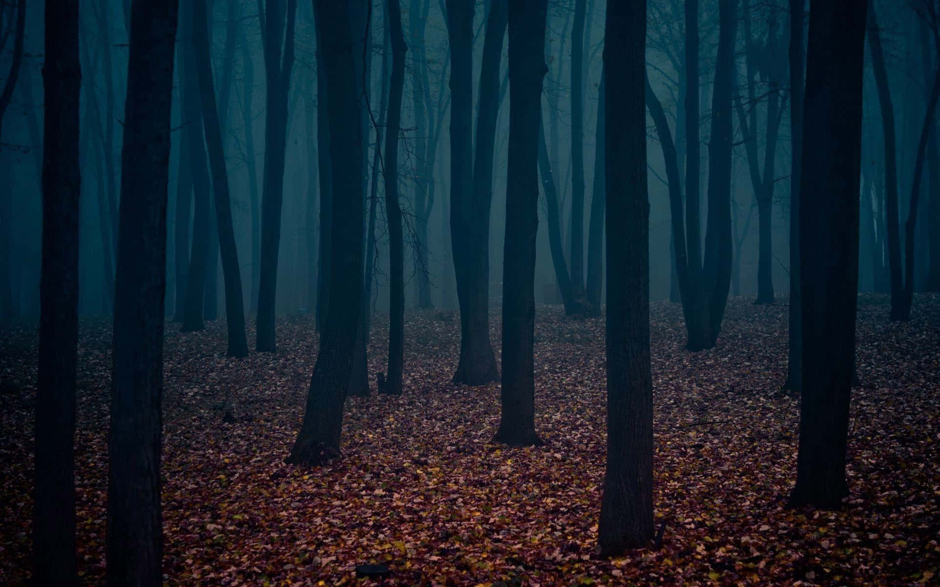 Misty Forest Mood.jpg Wallpaper