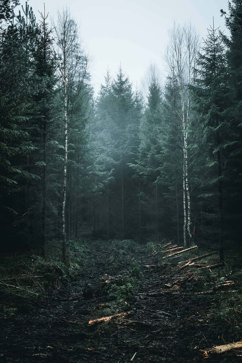 Tåkete Skog Stemning.jpg Bakgrunnsbildet