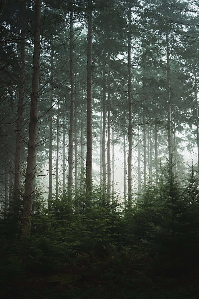Misty Forest Morning Woods Aesthetic.jpg Wallpaper