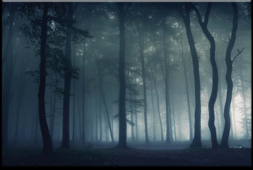 Misty Forest Mystery PNG