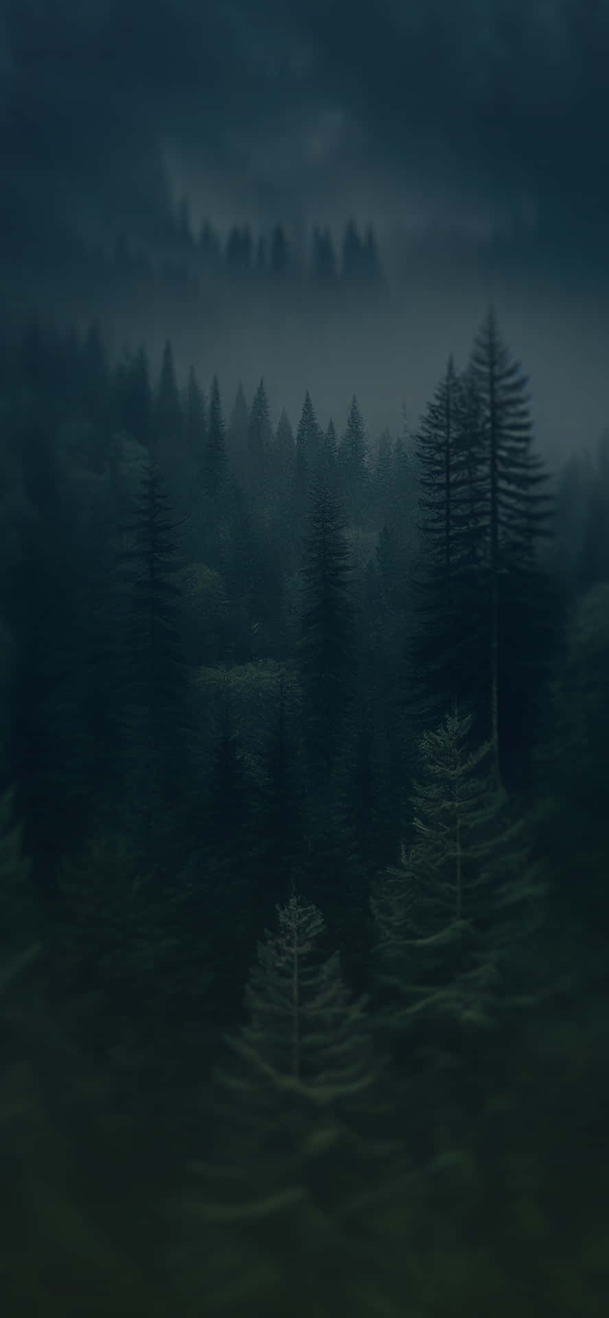 Misty_ Forest_ Night_ Mood.jpg Wallpaper