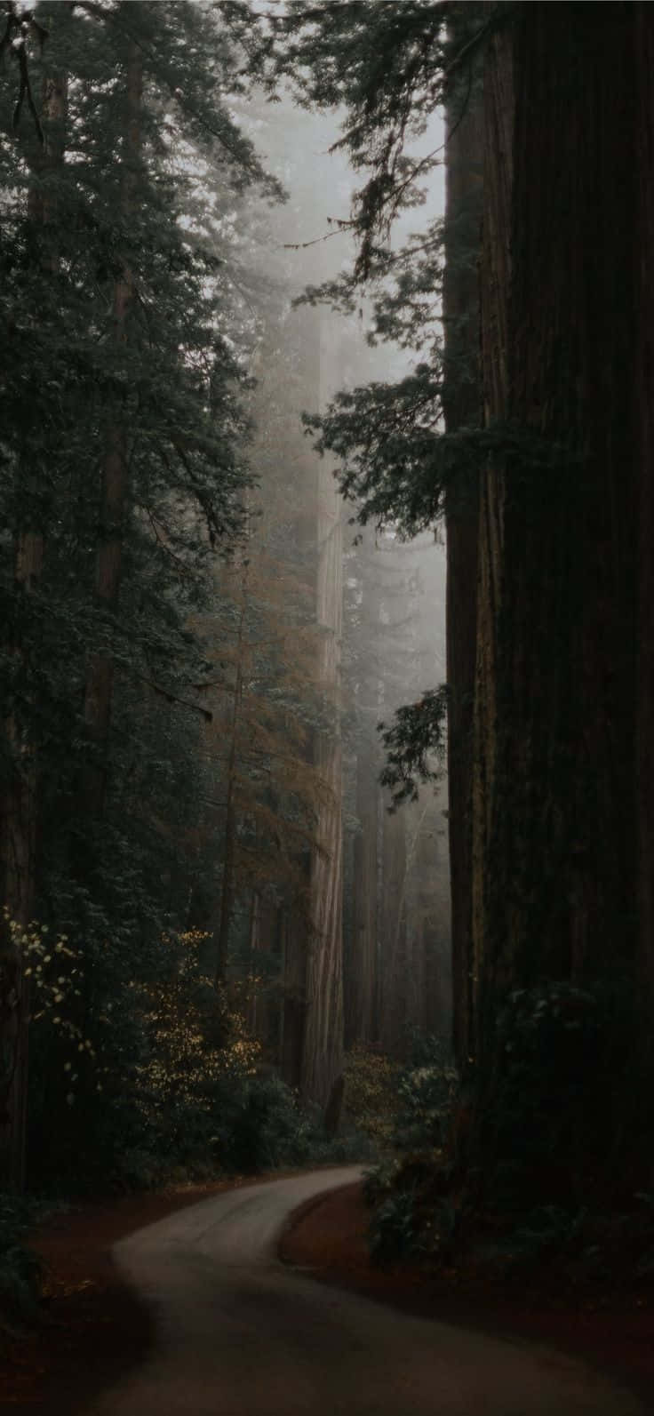 Misty_ Forest_ Path_ Dark_ Cottagecore_ Aesthetic.jpg Wallpaper